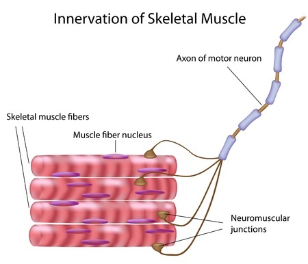 The Science behind NeuFit's NMES for Neuromuscular Reeducation