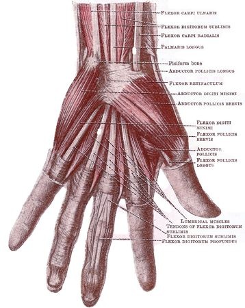 hand_diagram