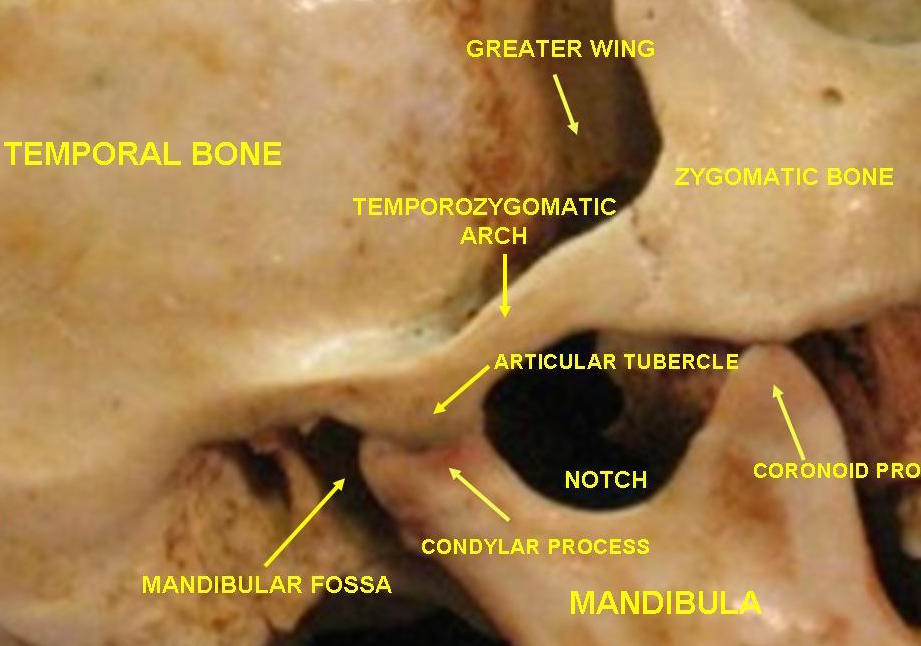 "Temporomandibular joint" by Anatomist90 - Own work. Licensed under CC BY-SA 3.0 via Commons .